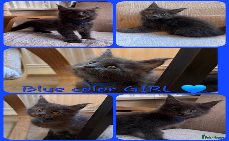 Maine Coon cats - Advert 3