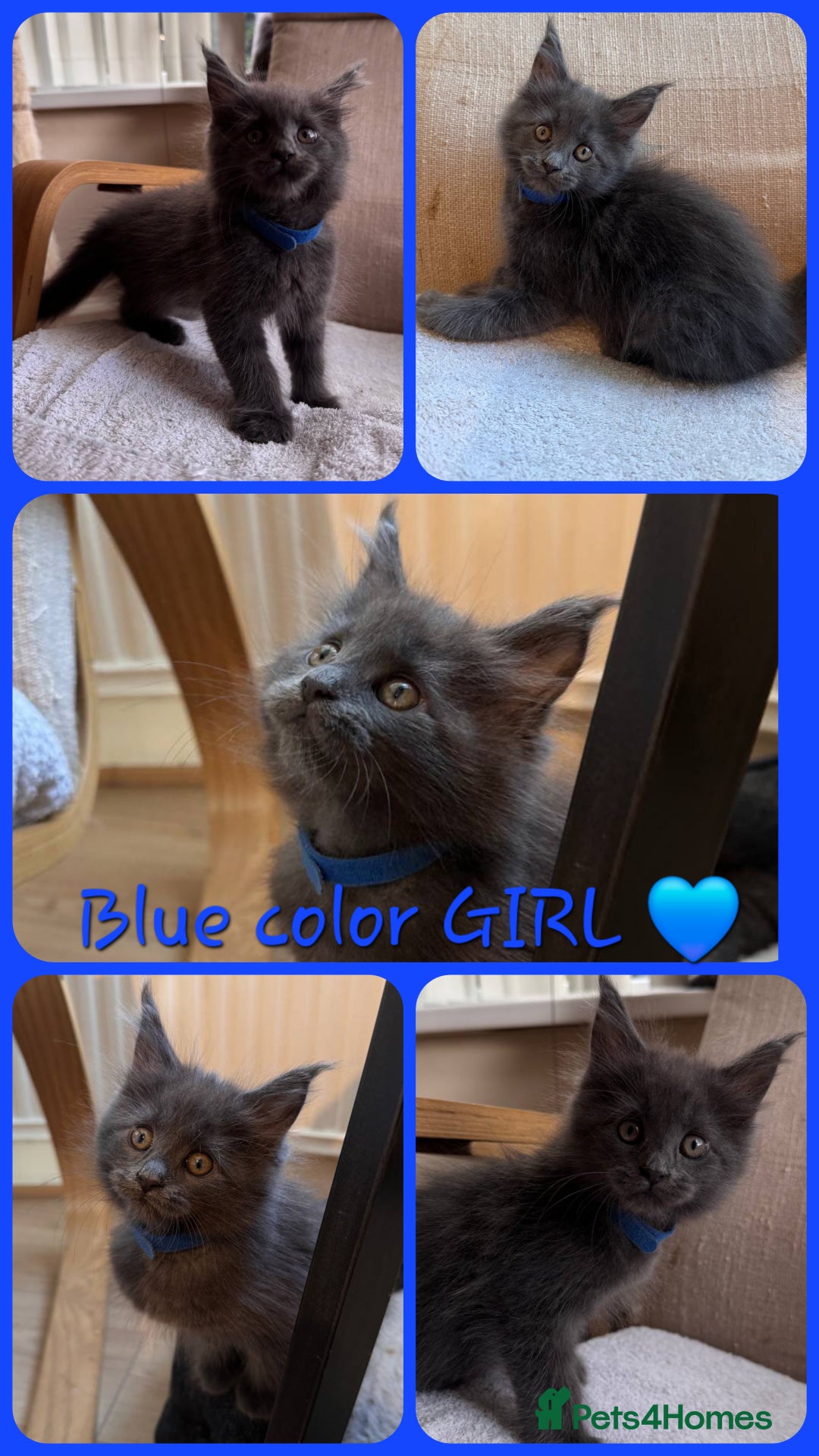 Maine Coon cats for sale: Upcoming Pedigree MaineCoonLitterReservations Open - Advert 13