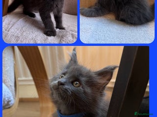 Maine Coon cats - Advert 1