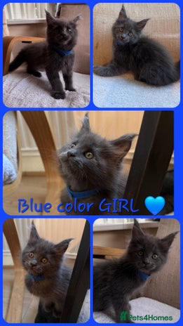 Maine Coon cats - Advert 14