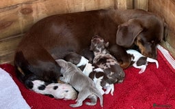 Dachshund dogs for sale: 5 dachshund puppies - Image 4