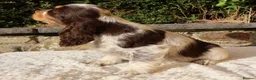 Cocker Spaniel dogs for sale: Extensively Health tested Parents & UNIQUE colours - Advert 15
