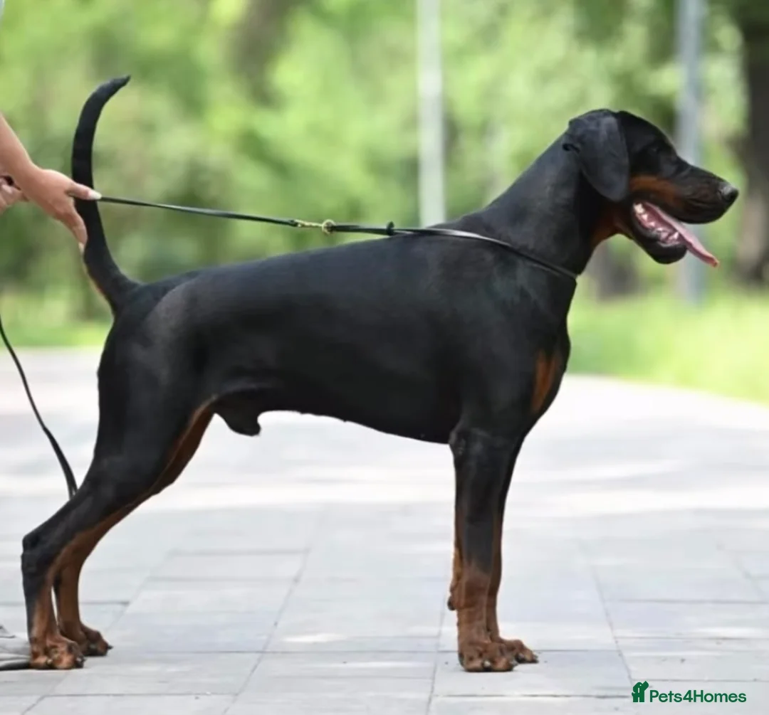 Dobermann dogs for sale: REPUTABLE DOBERMANN BREEDER - Advert 9