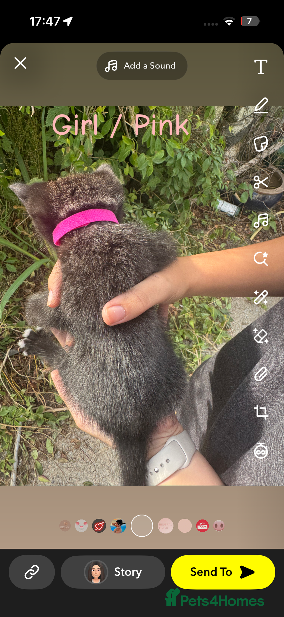 Mixed Breed cats for sale: Kittens mix breed - Image 8