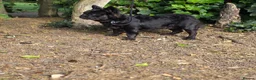 French Bulldog dogs for stud: WAVE CHECK C2 PUFFY TRINDLE  - Advert 7