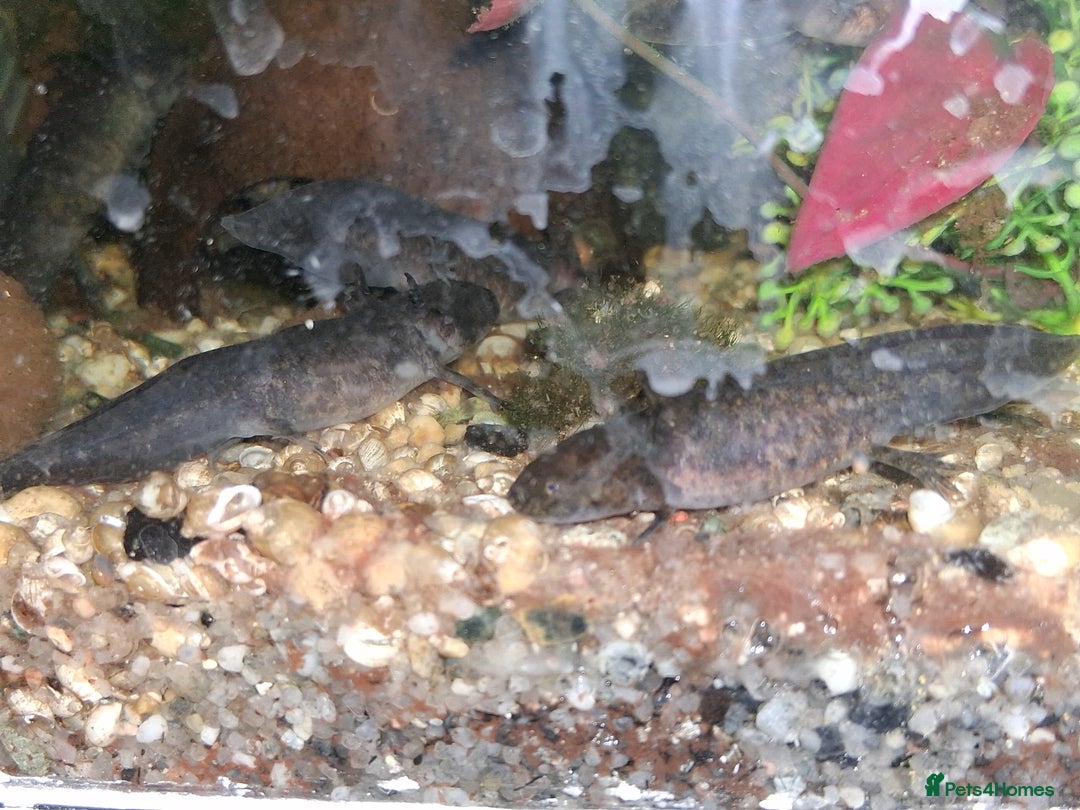 Axolotl reptiles for sale: Axolotl Juveniles Approx 3 months old - Image 2