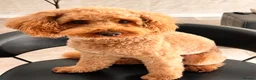 Cockapoo dogs for stud: Cockapoo male for stud - Advert 4