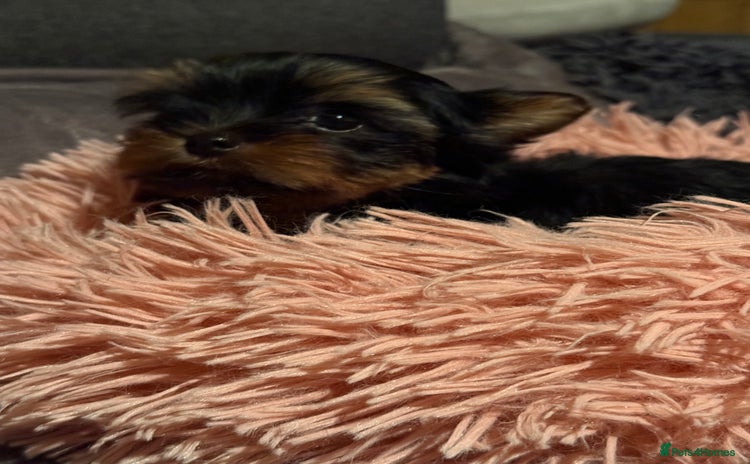 Yorkshire Terrier dogs - Advert 2