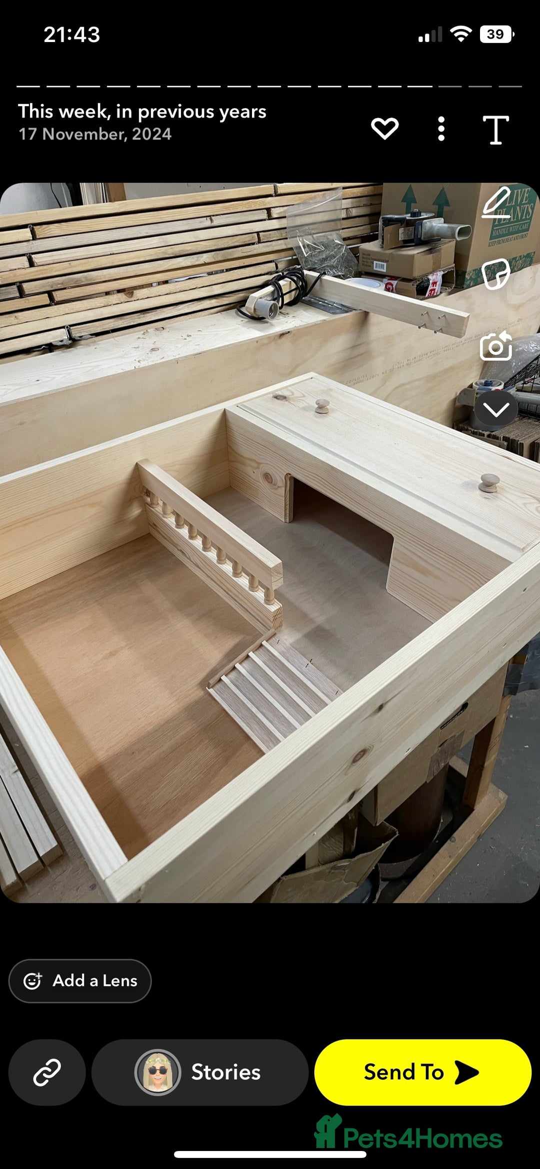 Tortoise reptiles for sale: Baby Horsefeild Tortoises  - Advert 6