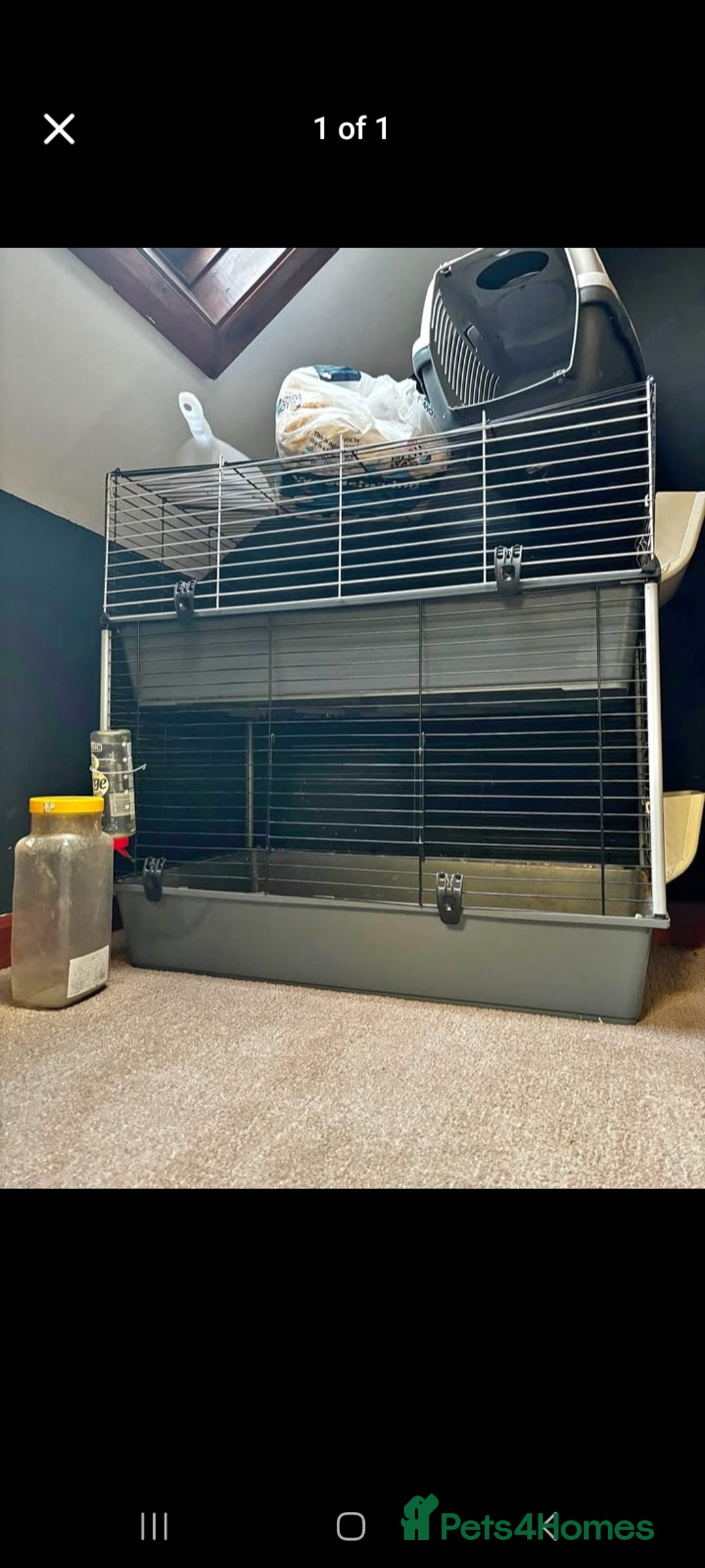 Guinea Pig rodents for sale: Male and female Guinea pig's  - Image 10