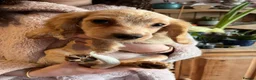 Cocker Spaniel dogs for sale: *Ready Now* KC Registered Working Cocker Spaniel  - Advert 13