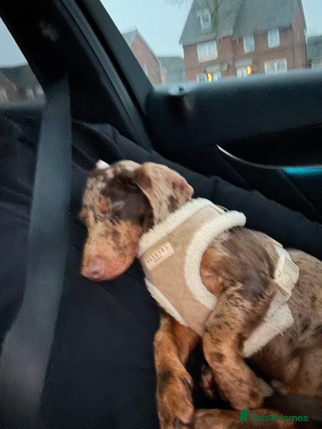 Dachshund dogs for sale: Dachshund puppy!  - Advert 5