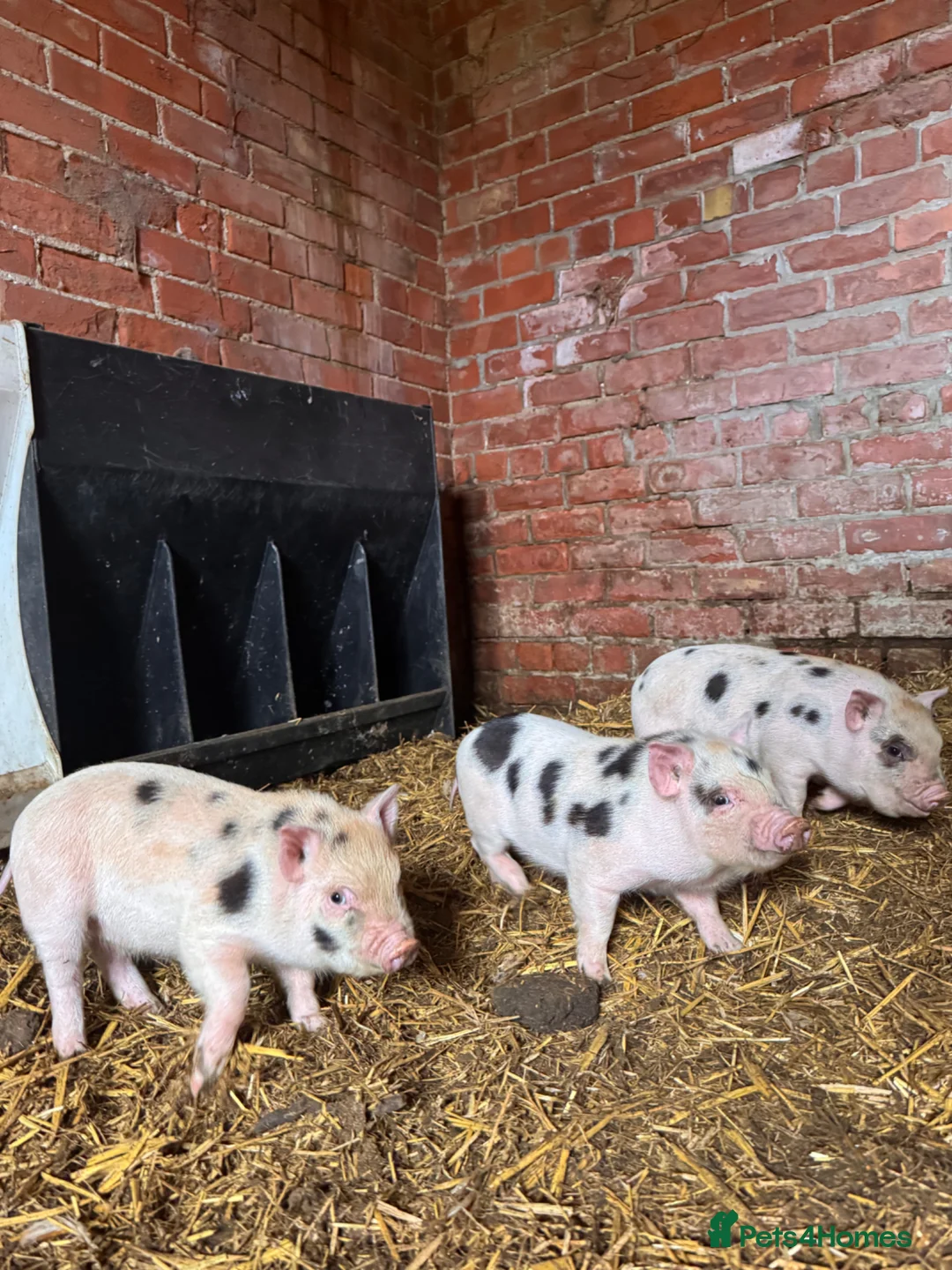 Pig livestock for sale: 3 x micro piglets available  - Advert 1