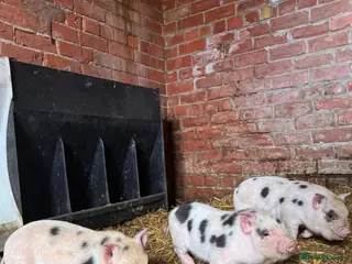 Pig livestock 3 x micro piglets available - Advert 10