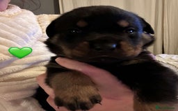 Rottweiler dogs for sale: Beautiful Rottweiler pups  - Image 14