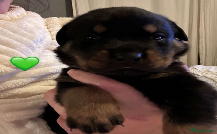 Rottweiler dogs - Advert 2