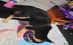 Shepsky dogs for sale: 5 adorable shepskys  - Image 3