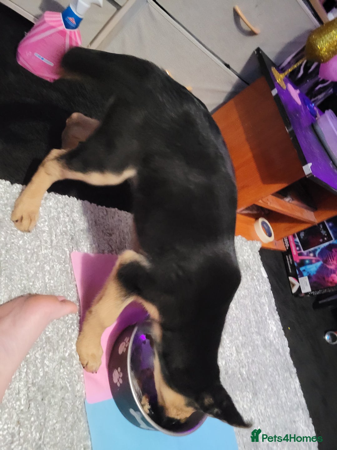Shepsky dogs for sale: 5 adorable shepskys  - Image 3