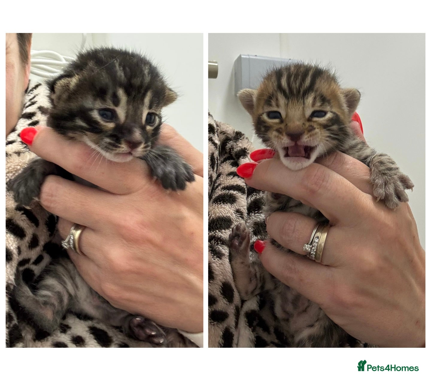 Bengal cats for sale: Adorable TICA registered Bengal Kittens - Advert 3