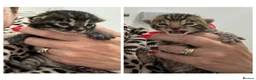 Bengal cats for sale: Adorable TICA registered Bengal Kittens - Advert 3