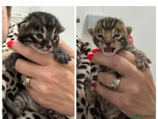 Bengal cats for sale: Adorable TICA registered Bengal Kittens - Advert 3