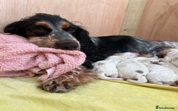 Cocker Spaniel dogs for sale: Beautiful Orange Roan/ Sable Puppies  - Image 14