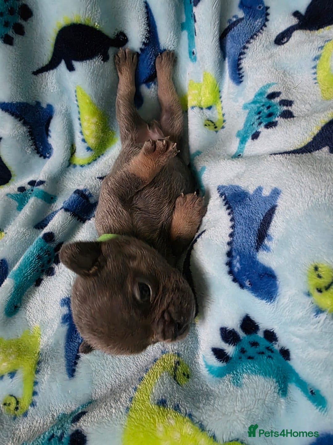 French Bulldog dogs for sale: BEAUTIFUL FRENCH BULLDOG PUPPIES  - Advert 8