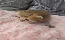 Scottish Fold cats for sale: 5 Beautiful ScottishFolds Kittens - Image 9