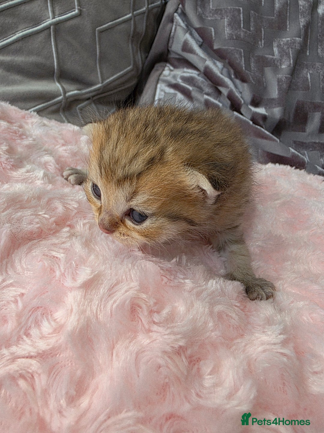 Scottish Fold cats for sale: 5 Beautiful ScottishFolds Kittens - Image 9