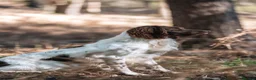 English Springer Spaniel dogs for stud: Health tested KC reg springer spaniel for stud - Advert 3