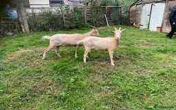 Goats livestock for sale: Golden gurnsey nanny’s  - Image 1