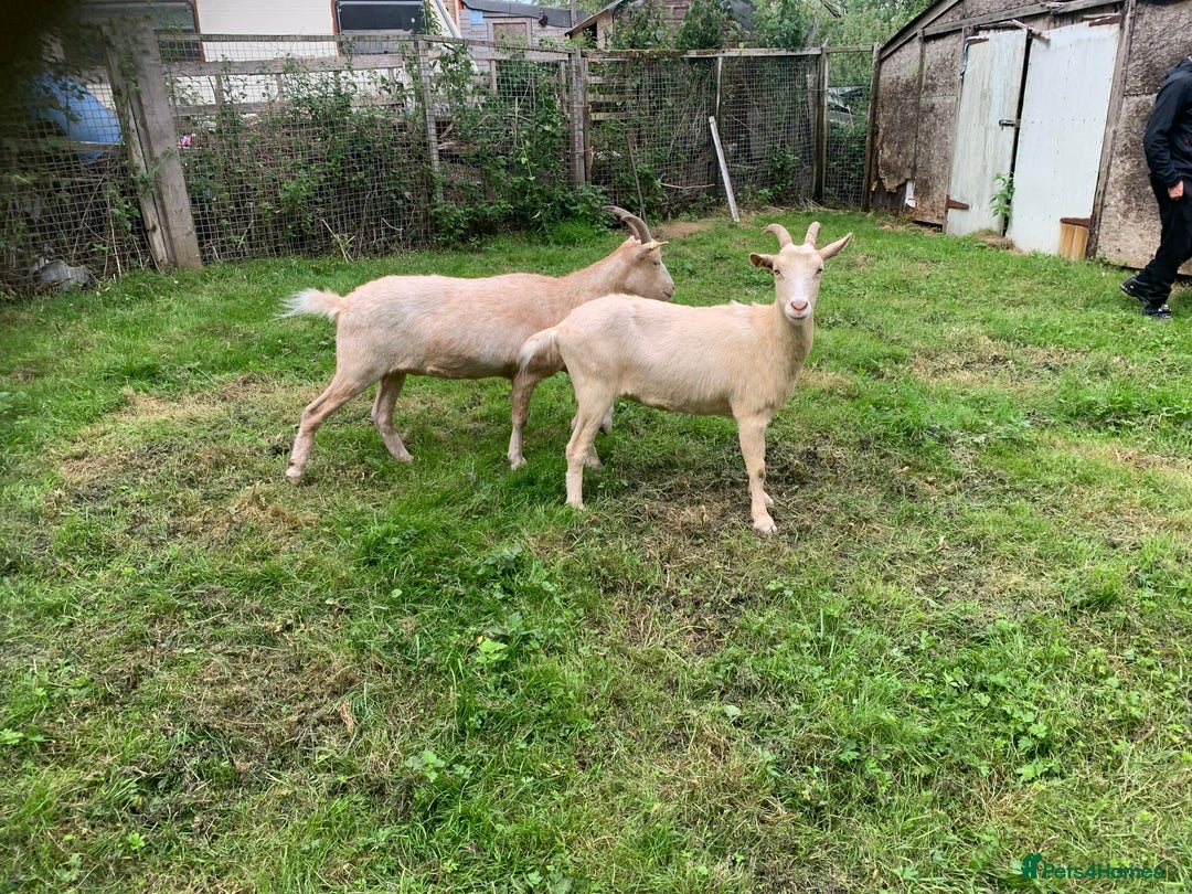 Goats livestock for sale: Golden gurnsey nanny’s  - Image 1