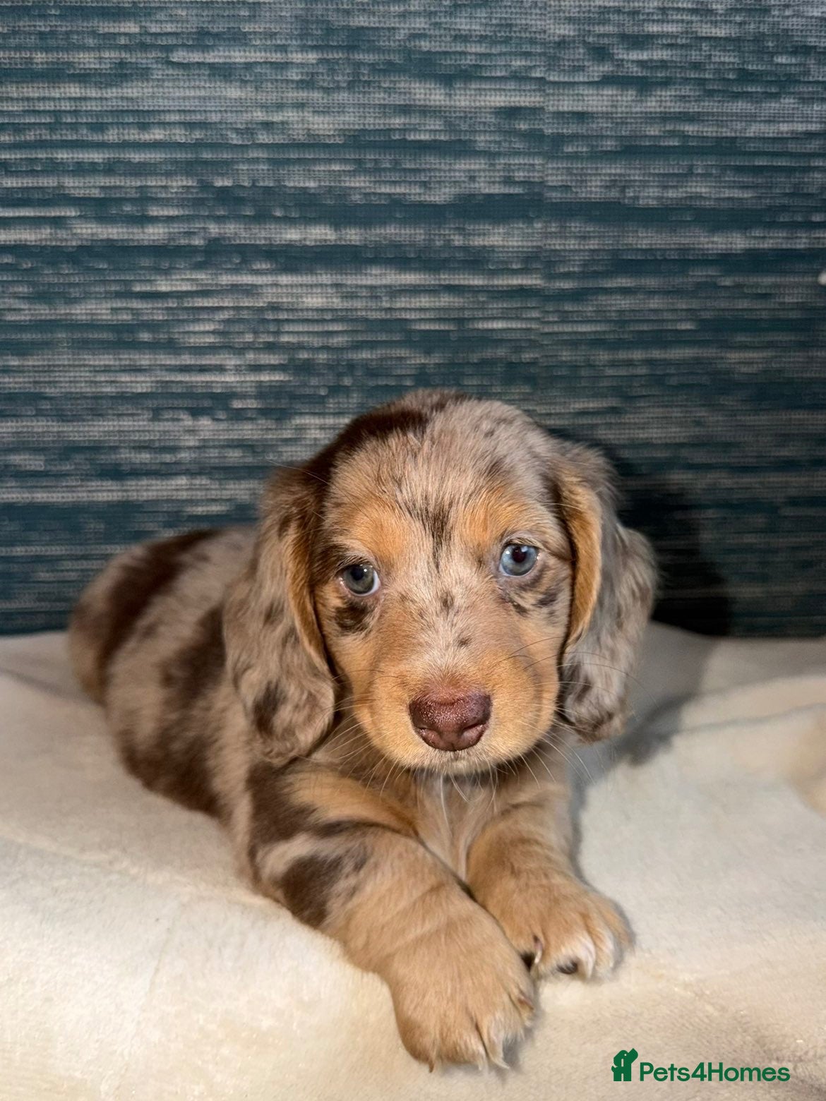 Miniature Dachshund dogs KC registered LONGHAIR MINIATURE DACHSHUNDS  - Advert 1