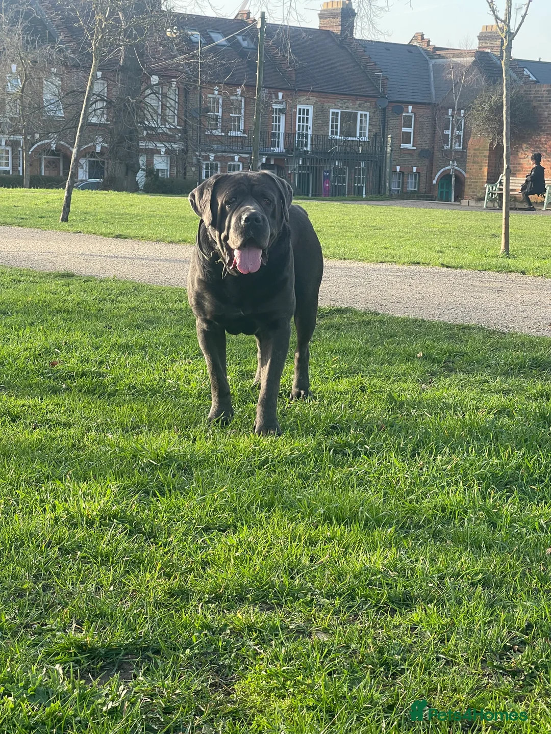 Mixed Breed dogs for sale: Cane Corso mastiff puppy’s  - Advert 2