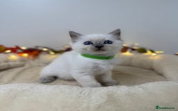 Ragdoll cats for sale: Adorable Ragdoll Kittens - GCCF registered - Image 12