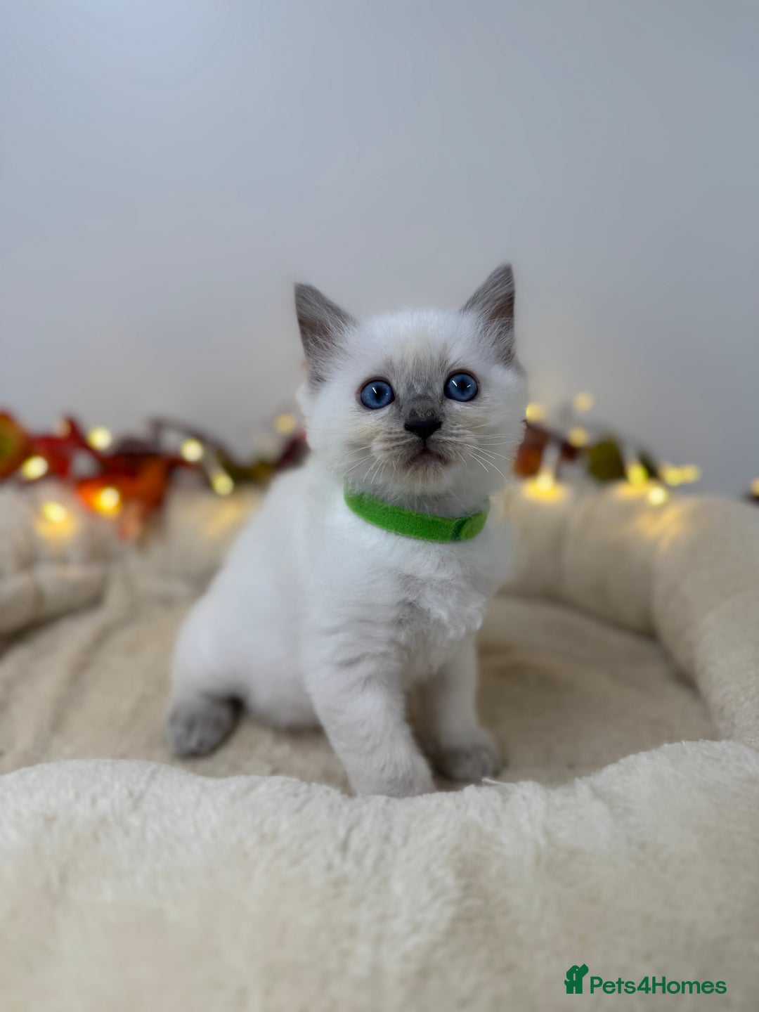 Ragdoll cats for sale: Adorable Ragdoll Kittens - GCCF registered - Image 12