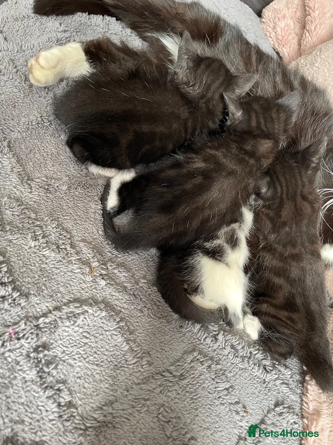 Mixed Breed cats for sale: 4 black and white kittens for sale  in Hebden Bridge - Advert 11