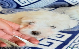 Maltese dogs for sale: Puppies Maltese  - Image 11