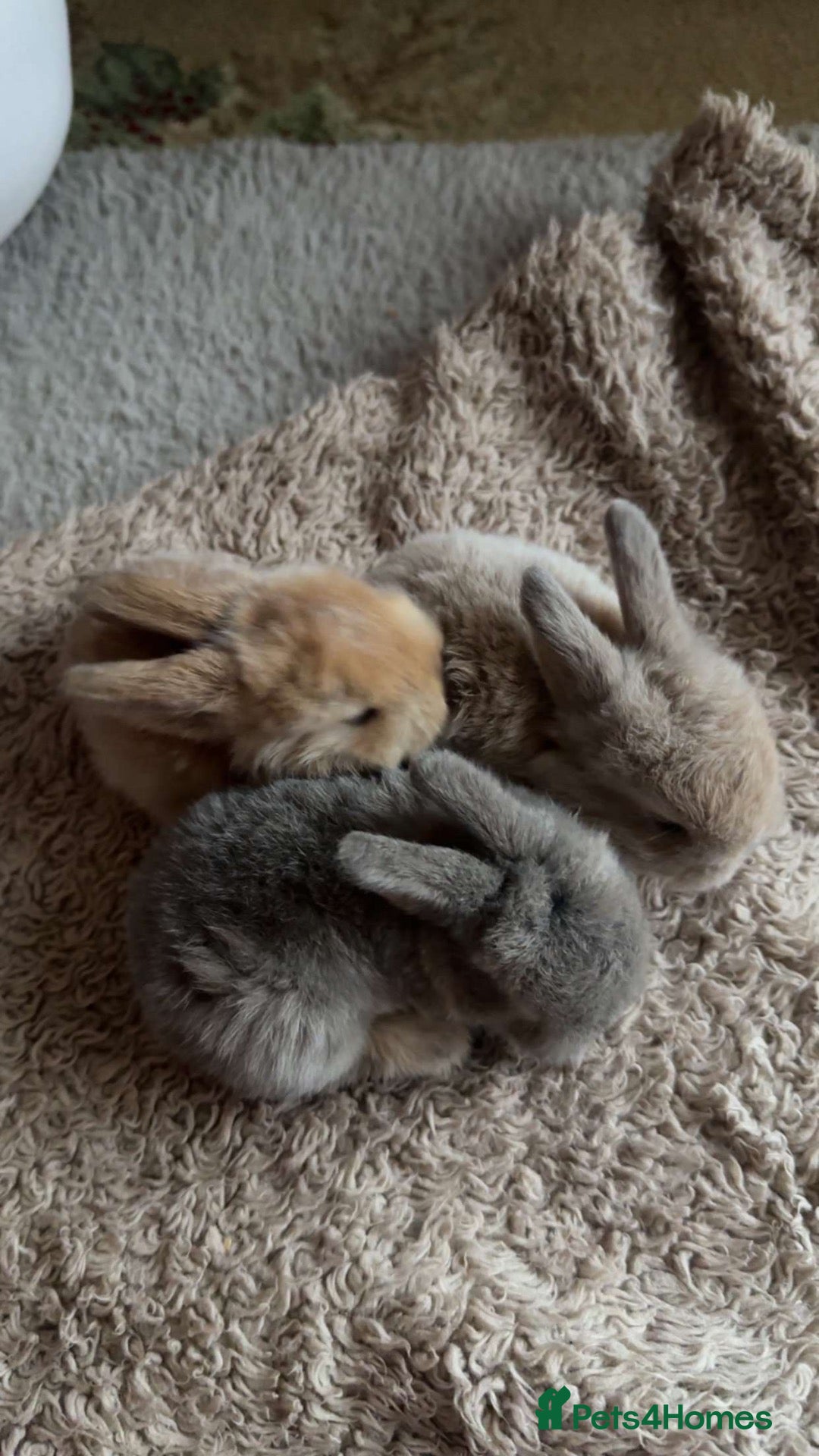 Mixed Breed rabbits Angora rabbits  - Advert 1