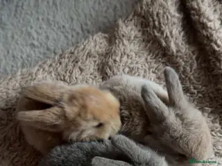 Mixed Breed rabbits Angora rabbits - Advert 1