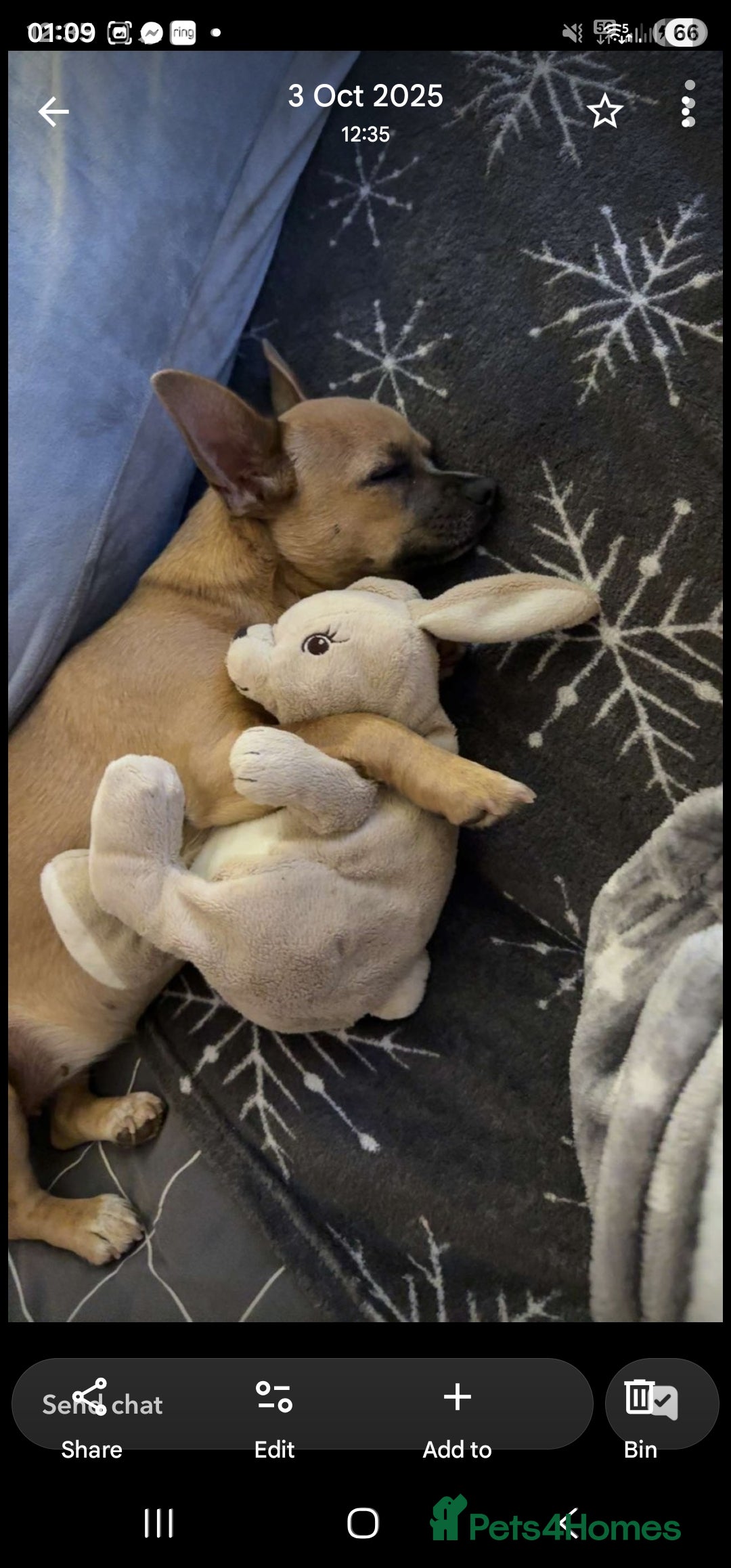 Chihuahua dogs for sale: 2 year old female dear head chihuahua  - Advert 3