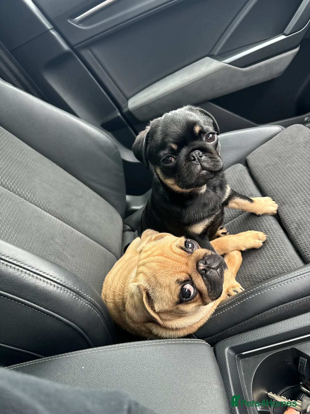 Pug dogs for stud: 🐶✨Quality Pug Stud Ready for the right match!✨🐶 - Advert 6