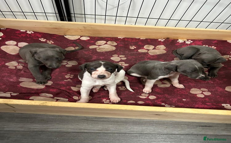 Mixed Breed dogs - Advert 2