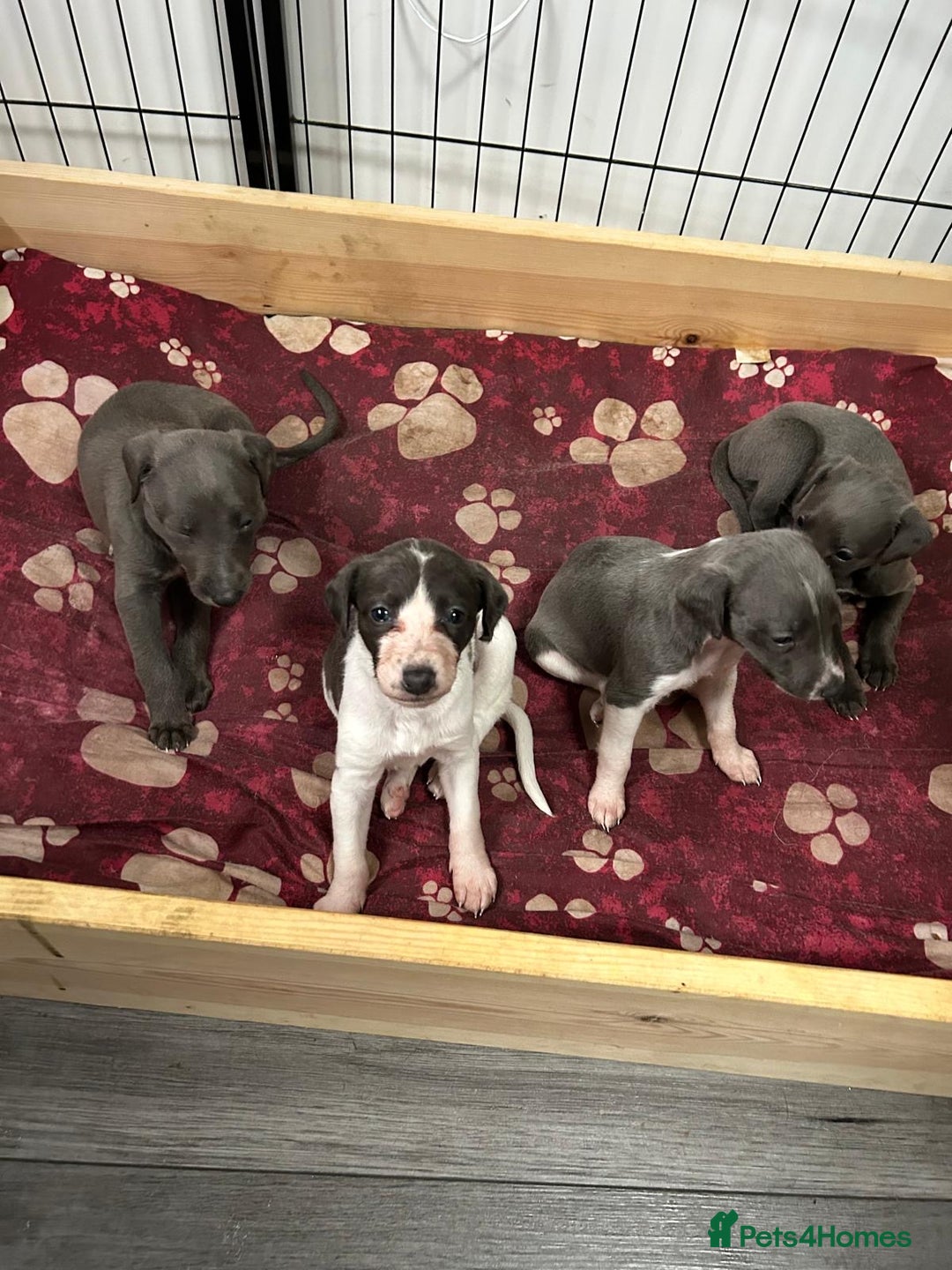 Mixed Breed dogs for sale: Bedlington Whippet puppies  - Image 1