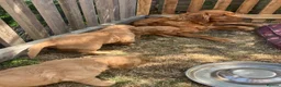 Golden Retriever dogs for sale: Golden retriever puppies  in Bourne - Advert 3