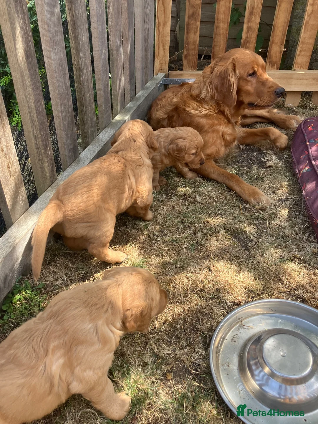 Golden Retriever dogs for sale: Golden retriever puppies  in Bourne - Advert 3