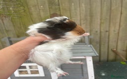 Guinea Pig rodents for sale: Peruvian cross Silkie baby gunieapigs  - Image 4