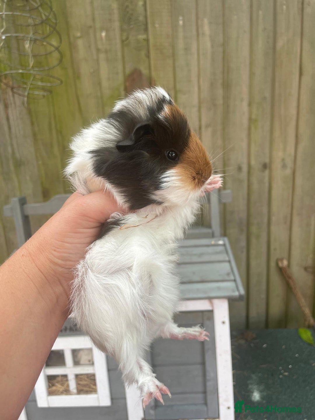 Guinea Pig rodents for sale: Peruvian cross Silkie baby gunieapigs  - Image 4