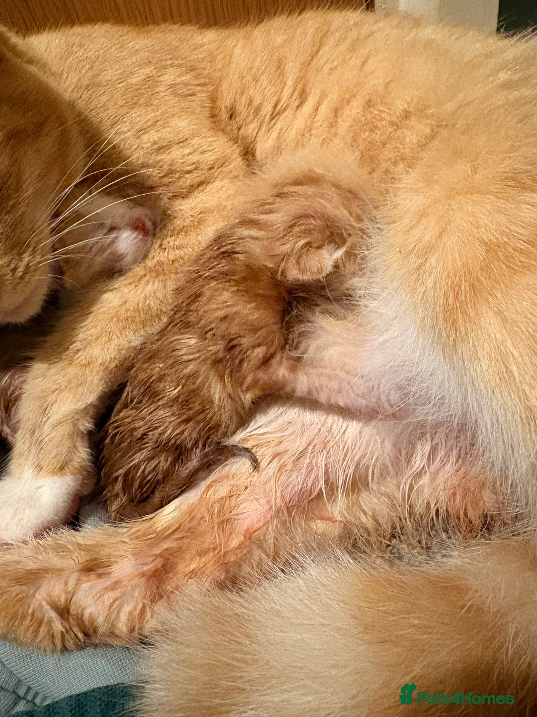 Mixed Breed cats for sale: Two gorgeous Ginger boys  - Advert 2