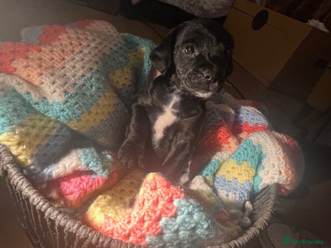 Mixed Breed dogs for sale: F2 cockapoo cross Spaniel cross  - Advert 7